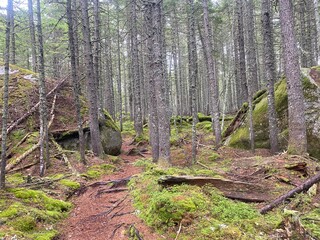 The Appalachian Trail winding through the Maine Wilderness