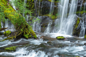 waterfall in a forest