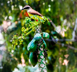 pajaro amarillo © hernan ceballos duqu