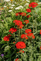 Burning Love (Lychnis chalcedonica) in garden
