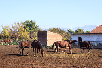 Horses are feeding in farm. Brown horses on soil ground in barn with trees and blue sky landscape.