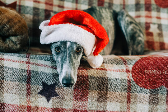 Greyhound with a festive hat