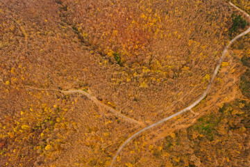 Aerial view of autumn forest road