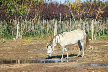 White horse in farm. Horse on soil ground in barn with trees in summer day.