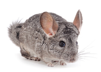 Little gray chinchilla.