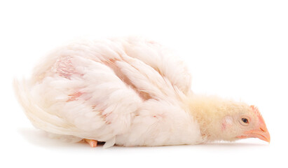Young broiler chicken.