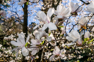 Loebner Magnolia (Magnolia loebneri) in park, Crimea