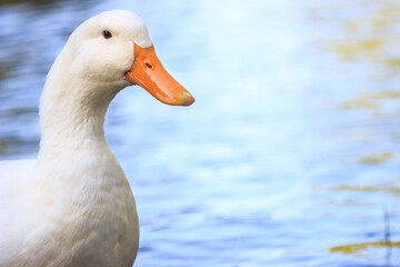 Close-up of white duck with orange beak near the lake with copy space.