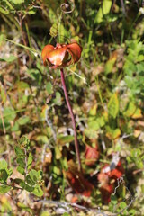 Pitcher plants growing in a bog area