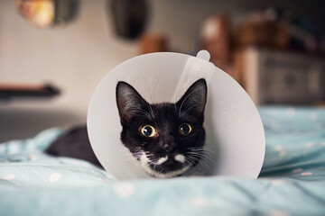 Cat recovering from an operation with a cone collar on her head