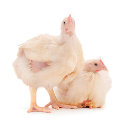 Two chicken or young broiler chickens.