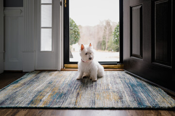 Cute white dog sitting in front of a front door