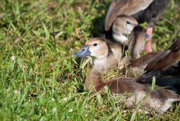 Juvenile Common Moorhen in the Grass