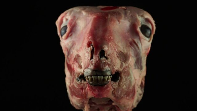 Silicone goat head prop with fake blood. Fake handmade lamb or goat skinless head skull. Special effects makeup of creepy monster animal in the dim light. Halloween and horror movie concept.