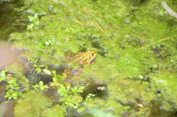 GRENOUILLE VERTE RAINETTE LOT FRANCE
