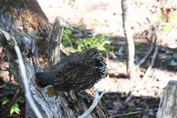 Obraz premium Spruce Grouse
