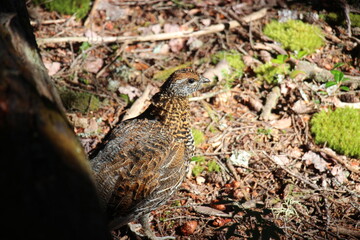 Spruce Grouse
