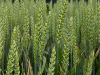 Grüne Weizen, Weizenfeld