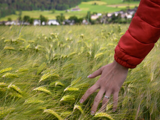 Hand im Weizenfeld mit roter Jacke