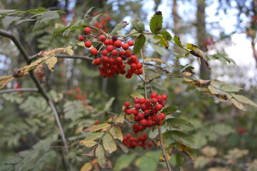 Red Mountain ash berries on a tree in the forest.Rowan