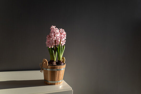Pink Hyacinth Bulb
