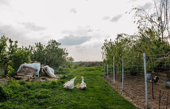 Gees and goselings at a village household in rural Romania