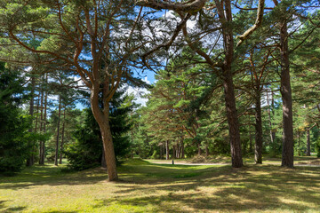 Fototapeta na wymiar Botanical Park in Palanga, Lithuania