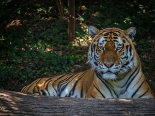 Fototapeta premium Tiger liegend auf dem Boden