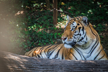 Fototapeta premium Tiger liegend auf dem Boden