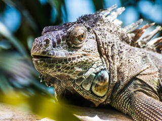 Varan, Echse auf einem Baumstamm