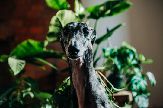 Greyhound surrounded by plants