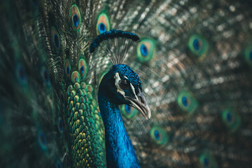 proud peacock