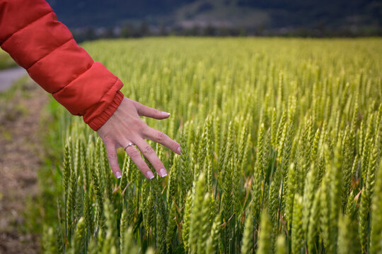 Hand im Weizenfeld mit roter Jacke