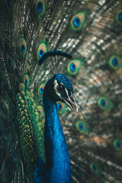 proud peacock