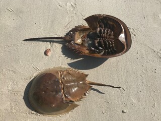 Horseshoe Crab shells on the beach © Benjamin