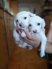 #white puppy dog,dog,puppy,pet