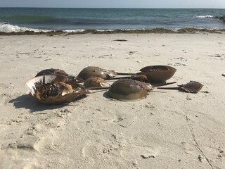 Fototapeta na wymiar Horseshoe Crab shells on the beach