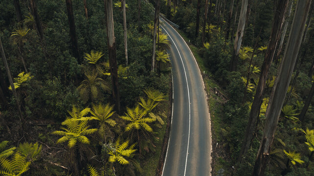 road in forest