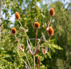 dried thistles in autumn light