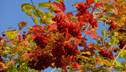  Die Herbstfr&uuml;chte 