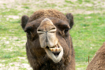 Camel head with weird smile - close portrait