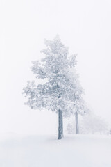snow covered tree