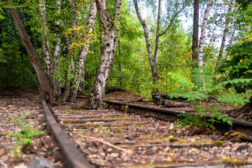 Birch grove on a disused railway line