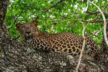 Wild leopard animal laying on the tree