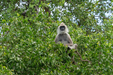 Monkey sitting on green tree, Sri Lanka