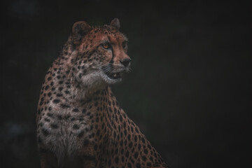 Gepard Porträt © Micha Trillhaase