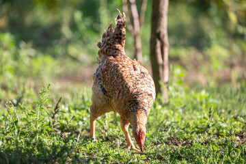 Chicken eating or searching for food on the ground in a courtyard full of green vegetation on a farm in rural environment