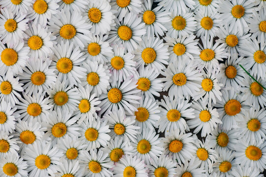 Daisies pattern