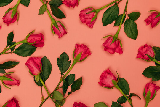 Pink roses background