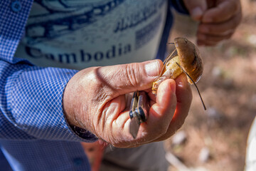 Man with a knife holding a yellow "Weeping bolete" mushroom in a pines forest, Ahihud, Israel